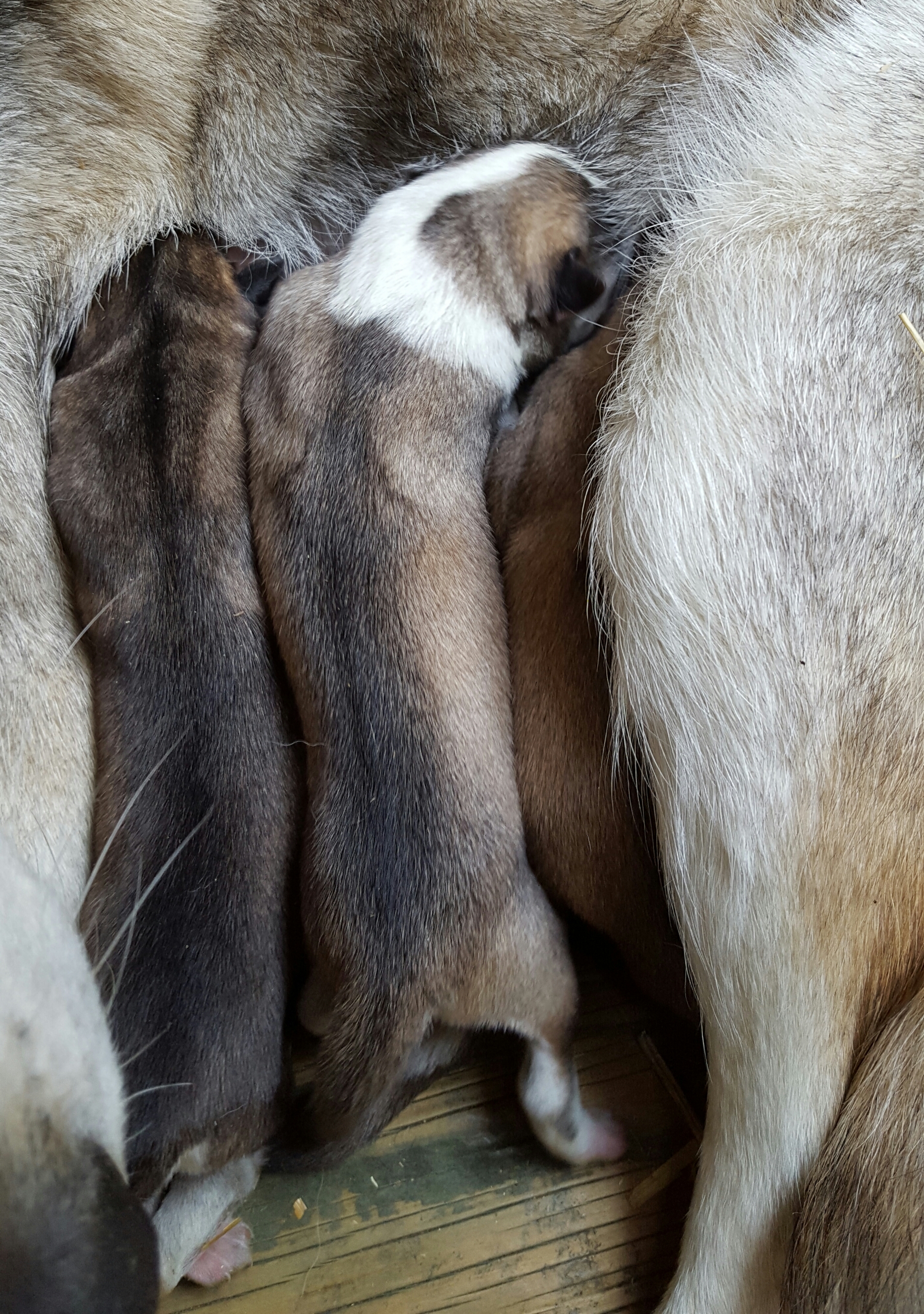 wp-1461170175486 image